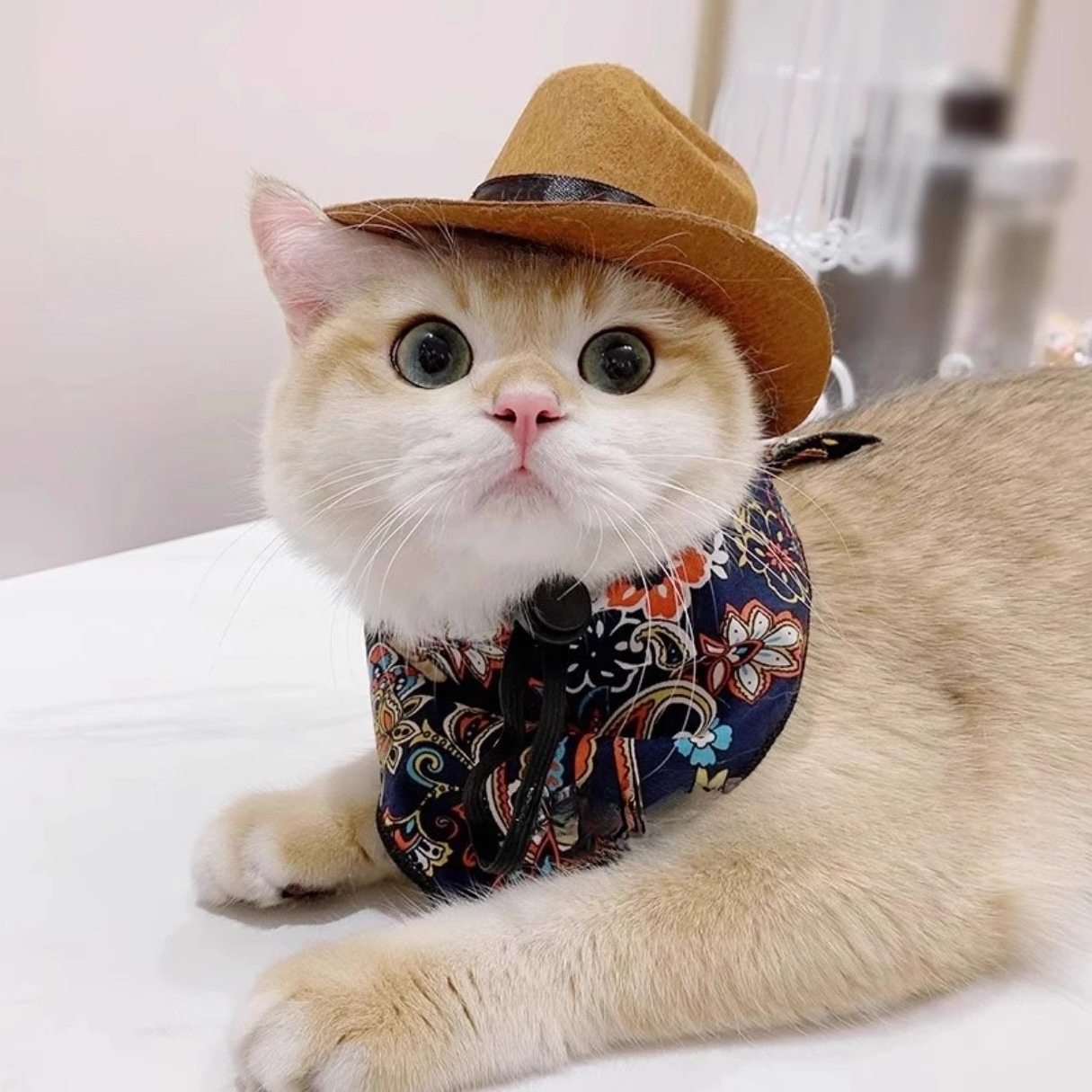  Cat Cowboy Hat Pet Head Acce - Cowboy Hat Straw 리뷰 및 가격
